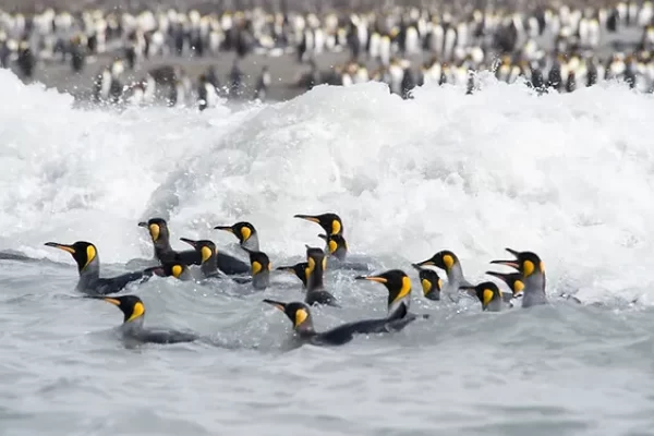 Pinguins Nadando No Mar